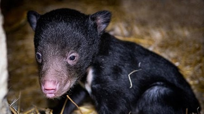 The Cleveland Metroparks Zoo Just Welcomed Its First Sloth Bear Cub in 30 Years