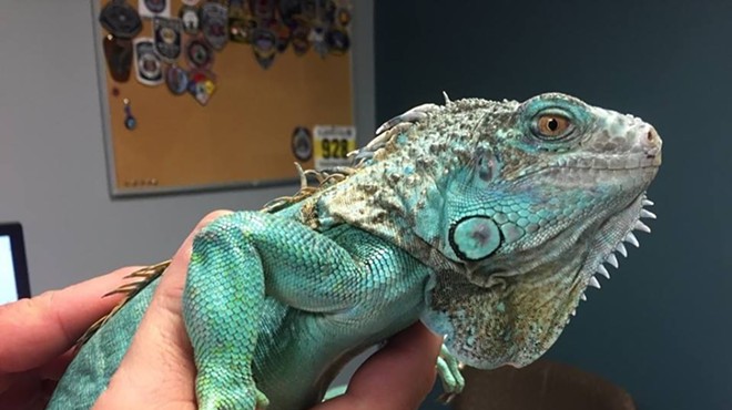 Pet Iguana Used as Weapon During Bizarre Confrontation at Painesville Perkins Will Be Reunited With Its Original Owner