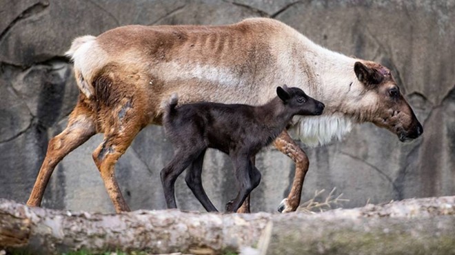 Cleveland Metroparks Zoo Keeps Bringing on the Babies, This Time With a New Reindeer Calf