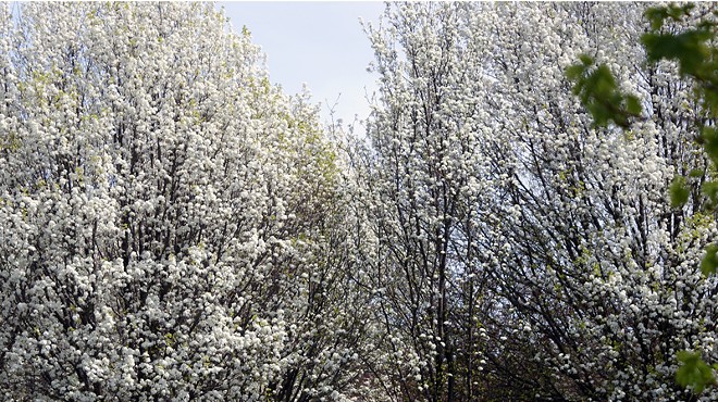 Parts of Cleveland Now Smell Like Semen, Which Means the Bradford Pear Trees Have Bloomed