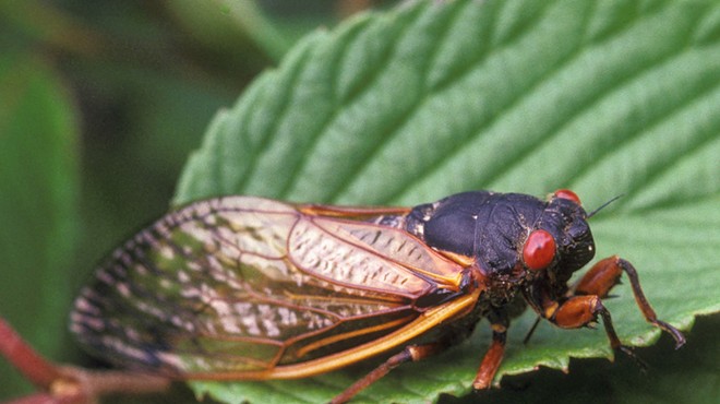 A Huge Cicada Swarm is About to Emerge in Northeast Ohio, And You Can Help Track it On an App