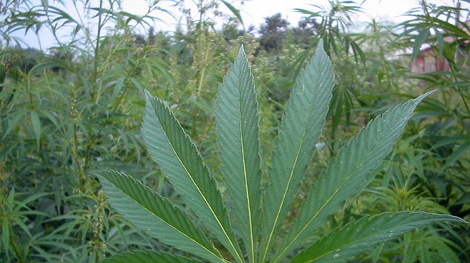 Ohio's Legalization of Hemp Complicates Probable Cause for Marijuana Charges