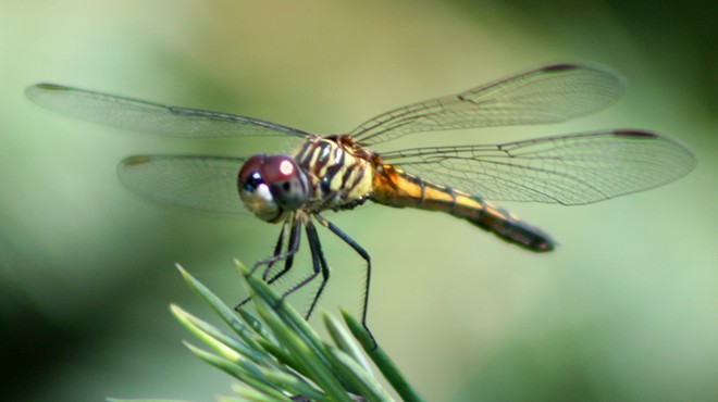 Hordes of Dragonflies Are Showing Up On Cleveland Doppler Radar