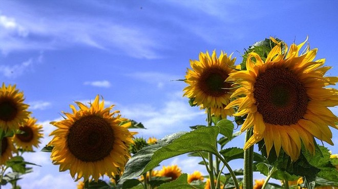 Both Maria's Sunflower Field of Hope Locations Have Bloomed in Northeast Ohio