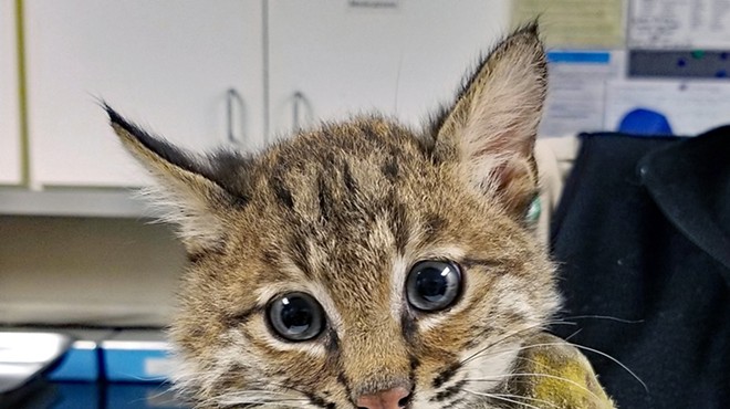 Two Adorable Rescued Bobcat Kittens Are Now Being Taken Care of in Willoughby