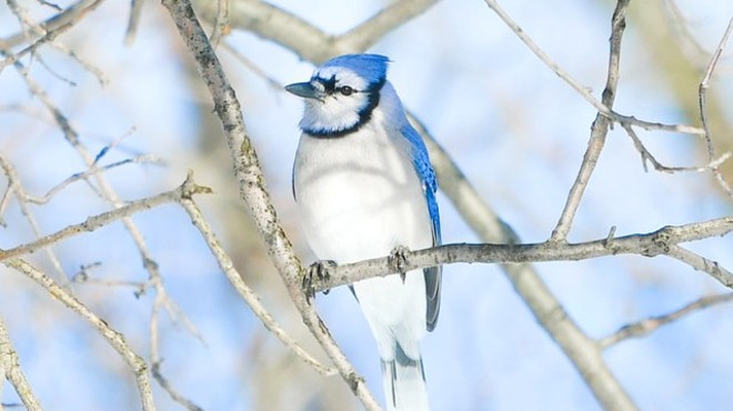 Ohio's Christmas Bird Count: 'There's a Lot to be Seen'