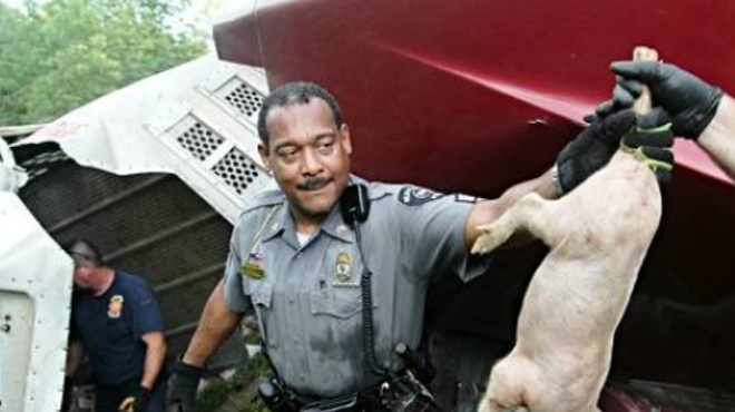 Ohio Pig Truck Overturns: Thousands of Pigs Escape, Hundreds Are Killed