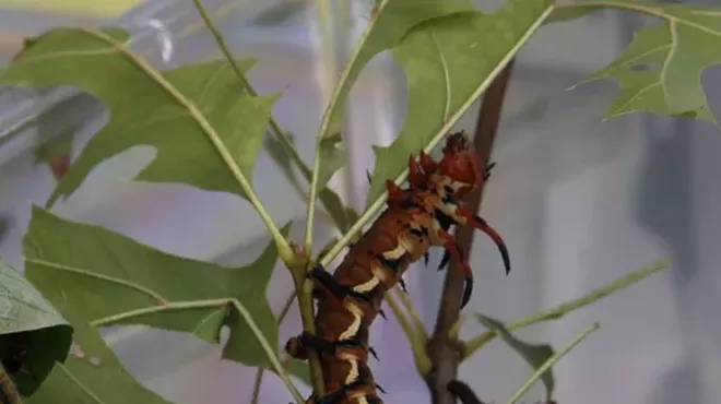 Image: Backyard Biodiversity Bash