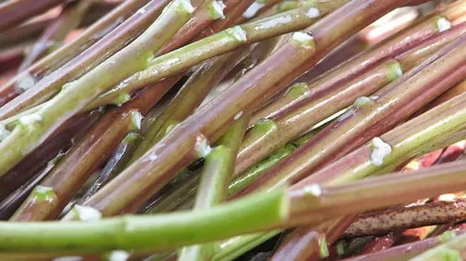 Image: Papermaking with Native Milkweed with Aimee Lee