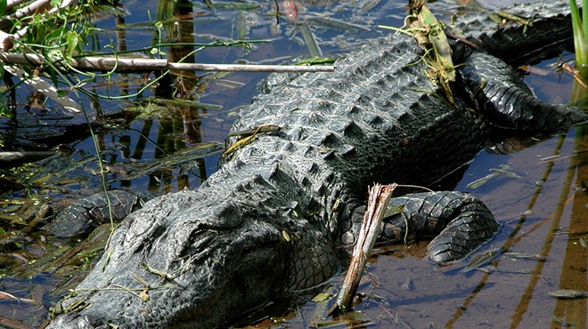 Alligator Uncovered in Cleveland Home, Owner Arrested