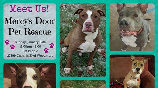Mercy's Door Pet Rescue Adoption Event!