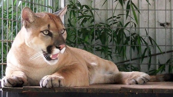 Court: Ohio Doesn't Have to Return Woman's Tigers, Baboons, Cougars and Other Exotic Animals