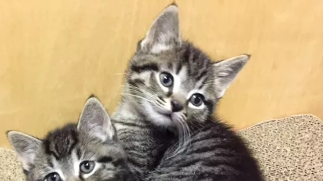 Image: Wine & Whiskers