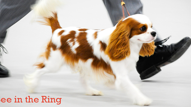 Image: Crown Classic Dog Shows