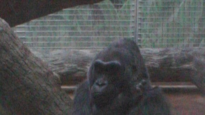 The First Gorilla to be Born in a Zoo Has Died in Ohio