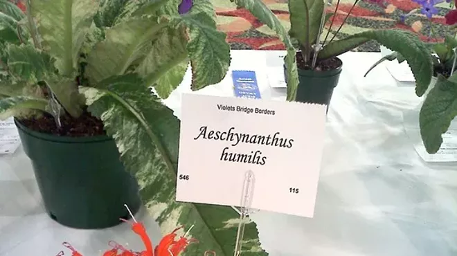 Image: North Coast Gesneriad/African Violet Club Show