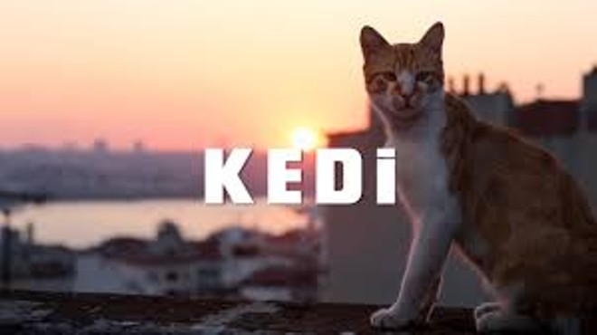 Cedar Lee Theatre Partners with Local Cat Shelters for 'KEDI' Screenings