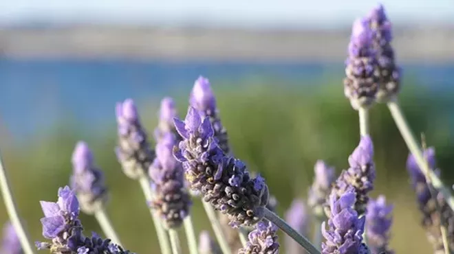 Image: BAYarts Storytellers: An Essential Oils Journey (free)