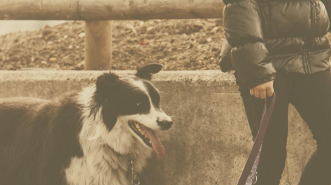 Cleveland-Made 'Fetch' Dating App Hopes to Bring Dog Lovers Together