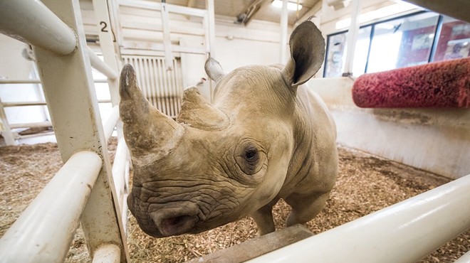 Baby Rhino Expected at the Cleveland Metroparks Zoo
