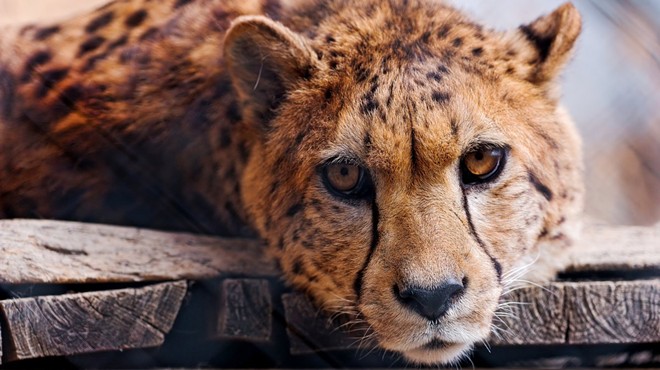 Cleveland Metroparks Board Wants to Expand Cheetah Exhibit, Repair Hinckley Dam