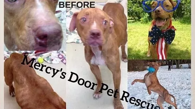 Image: The Joey Softball Tournament with Mercy's Door Pet Rescue