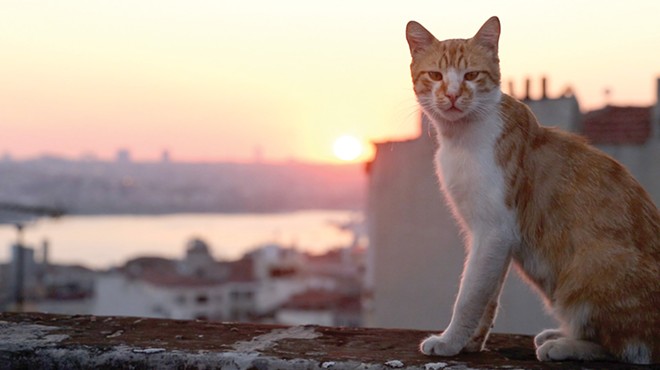 The Cinematheque shows
the documentary film Kedi.
See: Saturday.