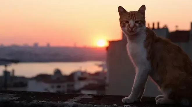 Image: Kedi