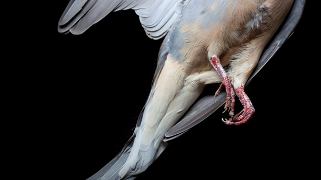 Image: Two Art Openings