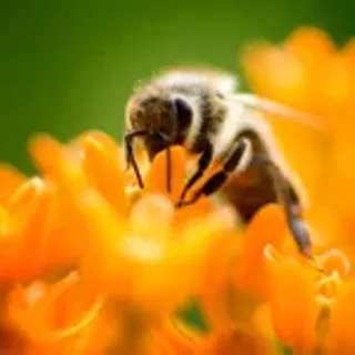 Image: Conservation Symposium