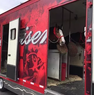 Image: Meet the World Famous Budweiser Clydesdales