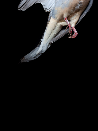 Image: Two Art Openings