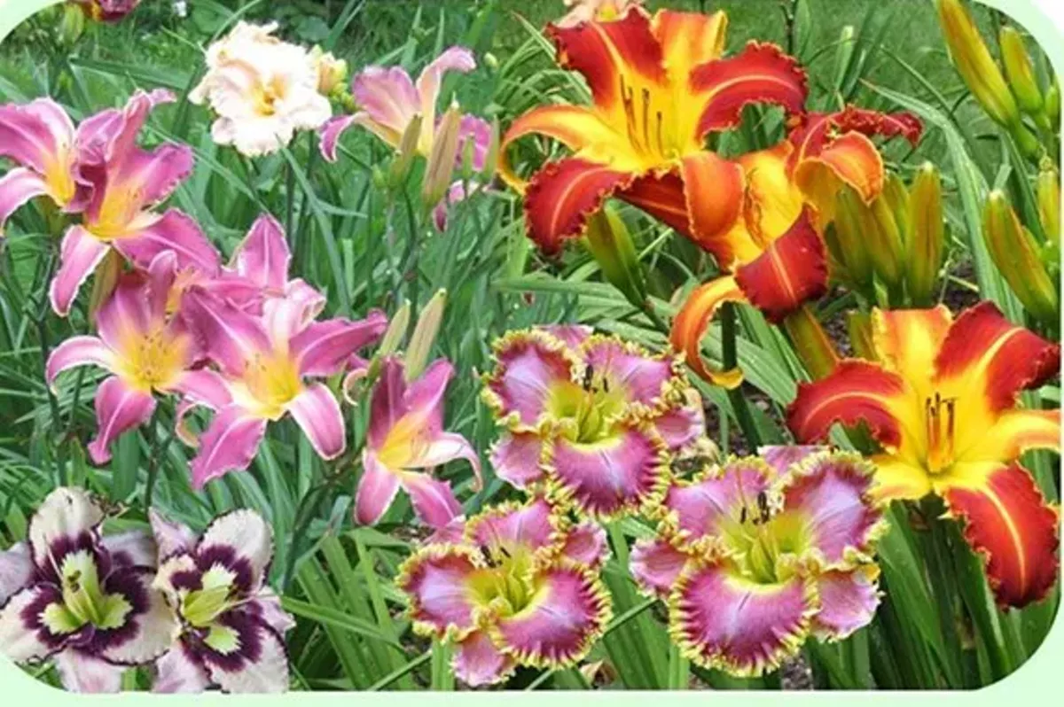 ab9eeac3_garden_close_up.webp