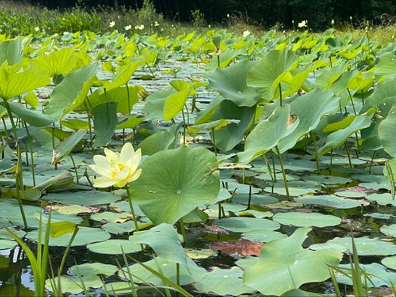 Brookside Reservation           
"Explore around the wetlands at Brookside Reservation to view the American lotus flowers in full bloom. The wetlands can be accessed by parking at the Cherry Tree Grove Picnic Area and taking the cut-through on the right side of the All Purpose Trail."