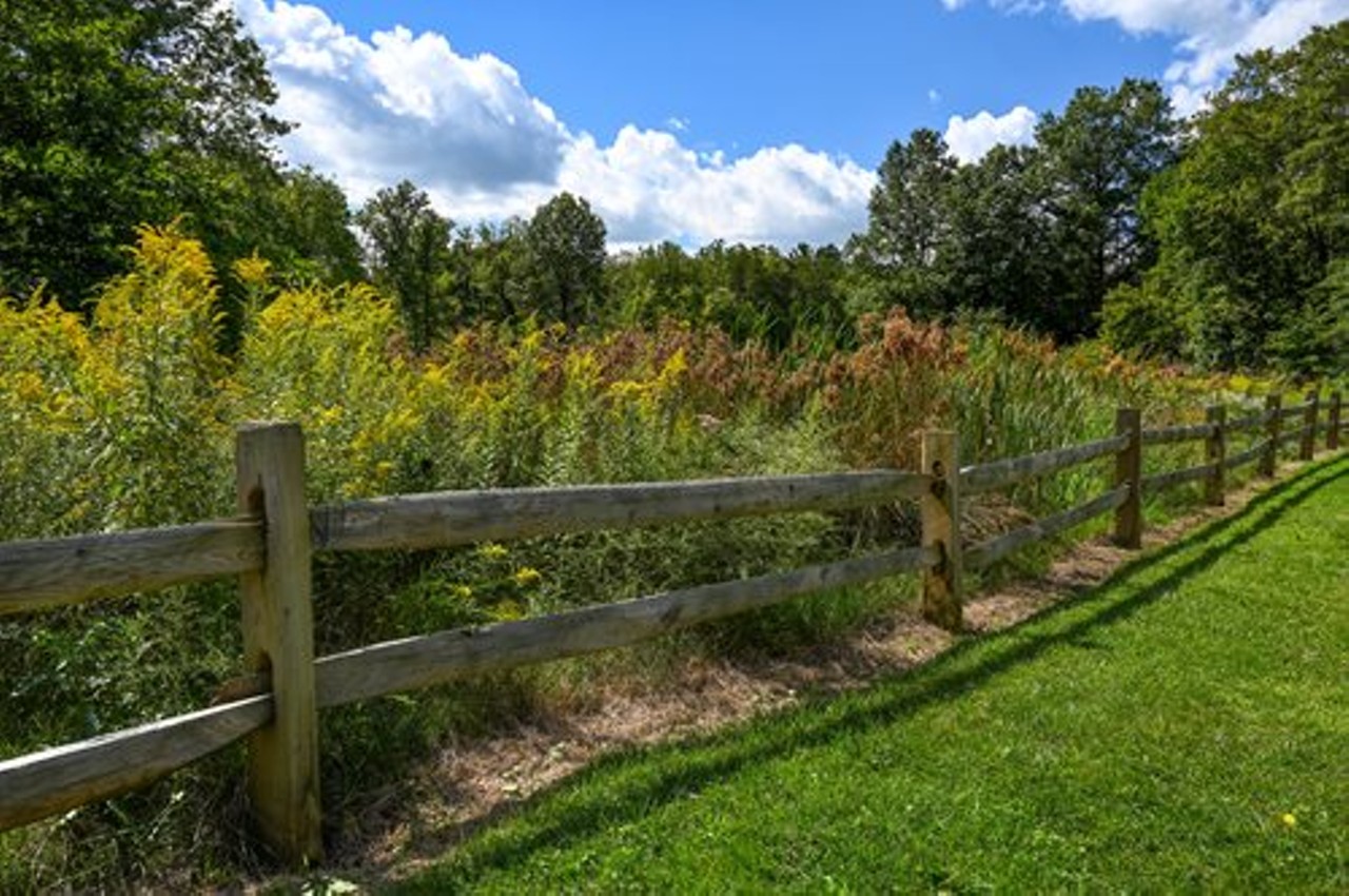 Tallgrass Prairie, Brecksville Reservation      
"See towering grasses and summer wildflowers in the tallgrass prairie in Brecksville Reservation. Take a short walk down the all-purpose trail to visit the nature center during your trip!"