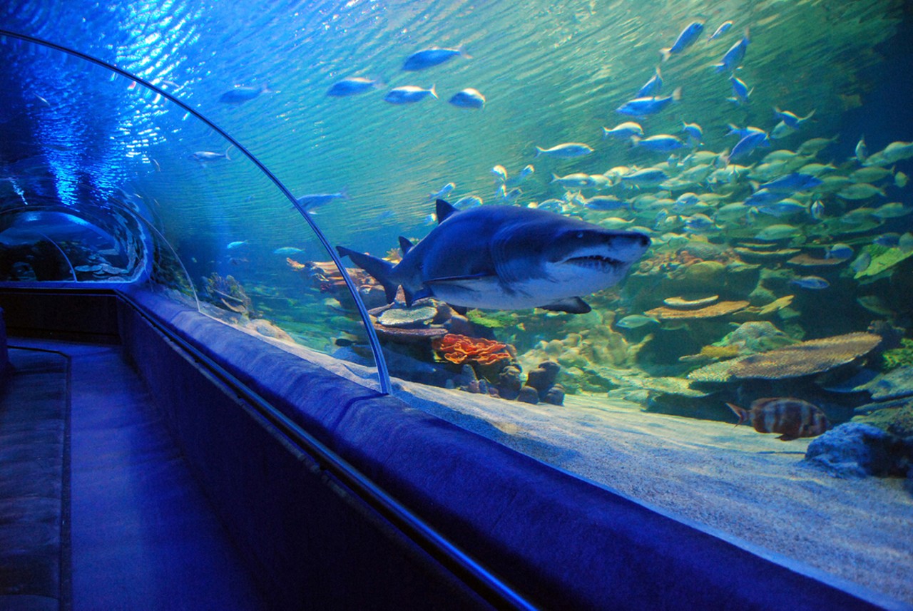 It's Raining Catfish and Dogs Fri., April 8 Food/Drink The Greater Cleveland Aquarium has just announced that it will partner with the Cleveland Animal Protective League (APL) for It&#146;s Raining Catfish and Dogs, a special wine tasting. Part of the GCA&#146;s Adult Swim Tasting Series, the event takes place from 6 to 9 tonight at the aquarium. In addition to featuring several types of wines, the event will provide patrons with the opportunity to meet and play with adoptable cats and dogs from the APL. While stopping at tasting tables featuring different types of wine and hors d'oeuvres, guests can also explore all aquarium exhibits including the 230,000 gallon shark tank and two interactive touch pools. The event has an educational component too as special activities and information will center on the special cat- and dog-like fish that the aquarium has on exhibit. Volunteers from the Cleveland APL will provide guests with interaction time with the animals. If you meet a furry creature you wanna take home, you can even start the adoption process with the APL that night. Tickets are $30 for aquarium pass holders, $40 for non-pass holders. A designated driver ticket costs $20.
