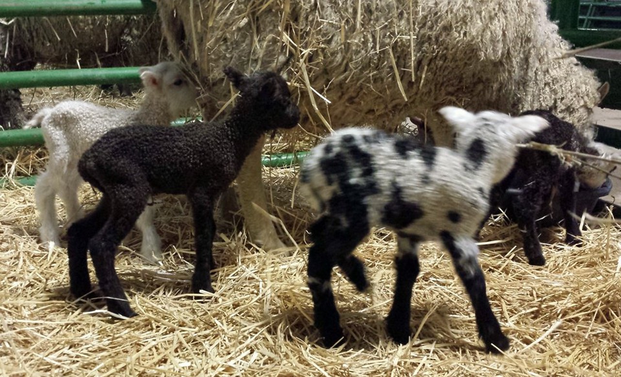 Lake Metroparks Farmparks in Kirtland - Have you ever wondered where the best place to find a baby goat in Ohio happened to be? Lake Metroparks Farmpark just might be the place.
