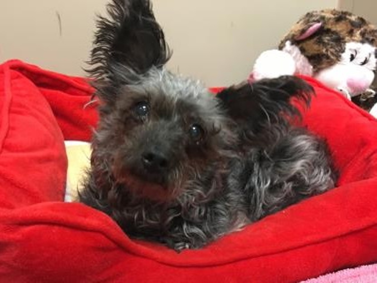  Layla
11-year-old, Terrier, Yorkshire/Poodle, Miniature Mix 