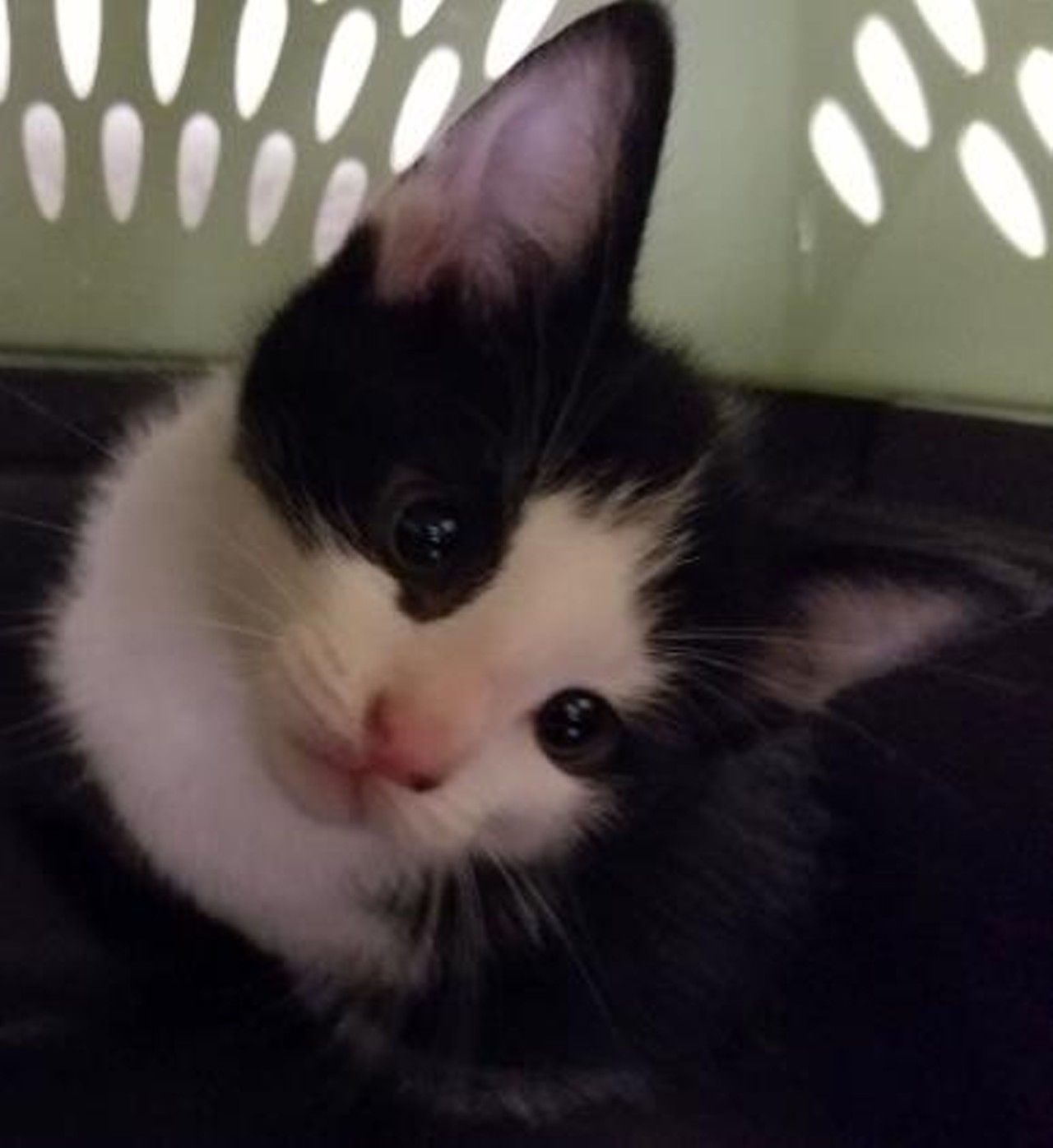  Kevin
1-month-old, Domestic Shorthair/Mix 