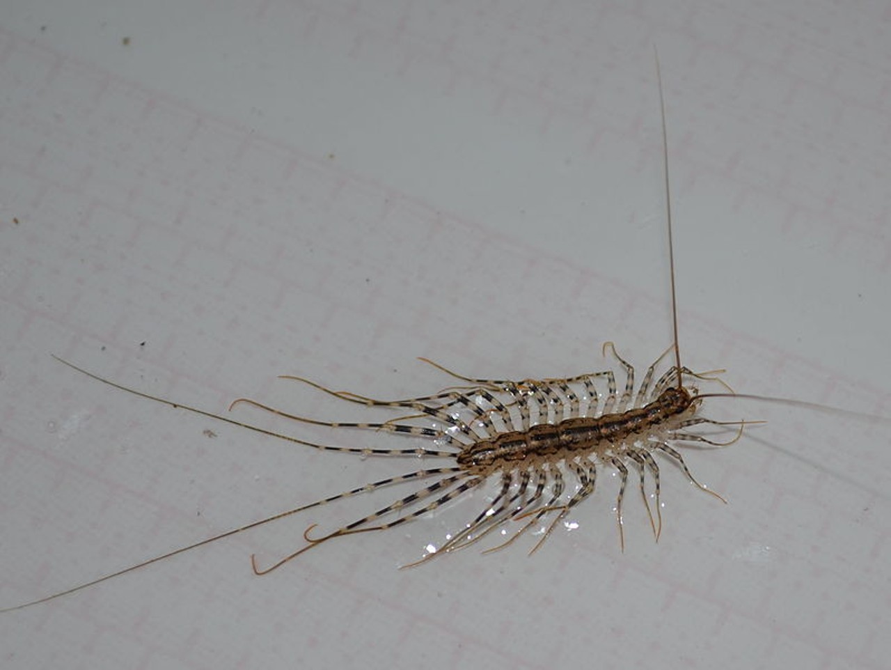You&#146;re not afraid of house centipedes, because you grew up occasionally finding them in your house and they&#146;ve lost their terrifying power
Photo via Wikimedia Commons