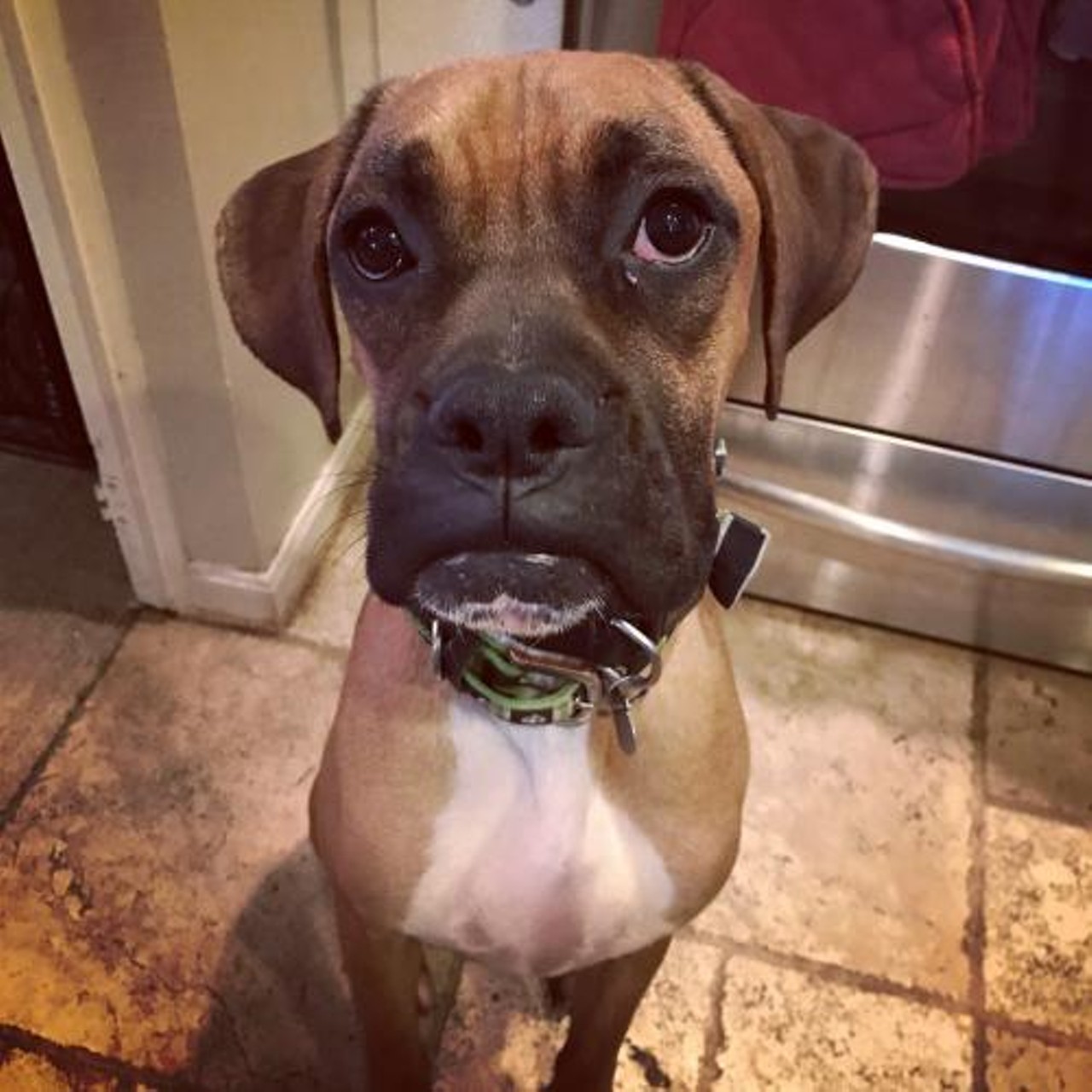  Frankie
1-year-old, Boxer Mix