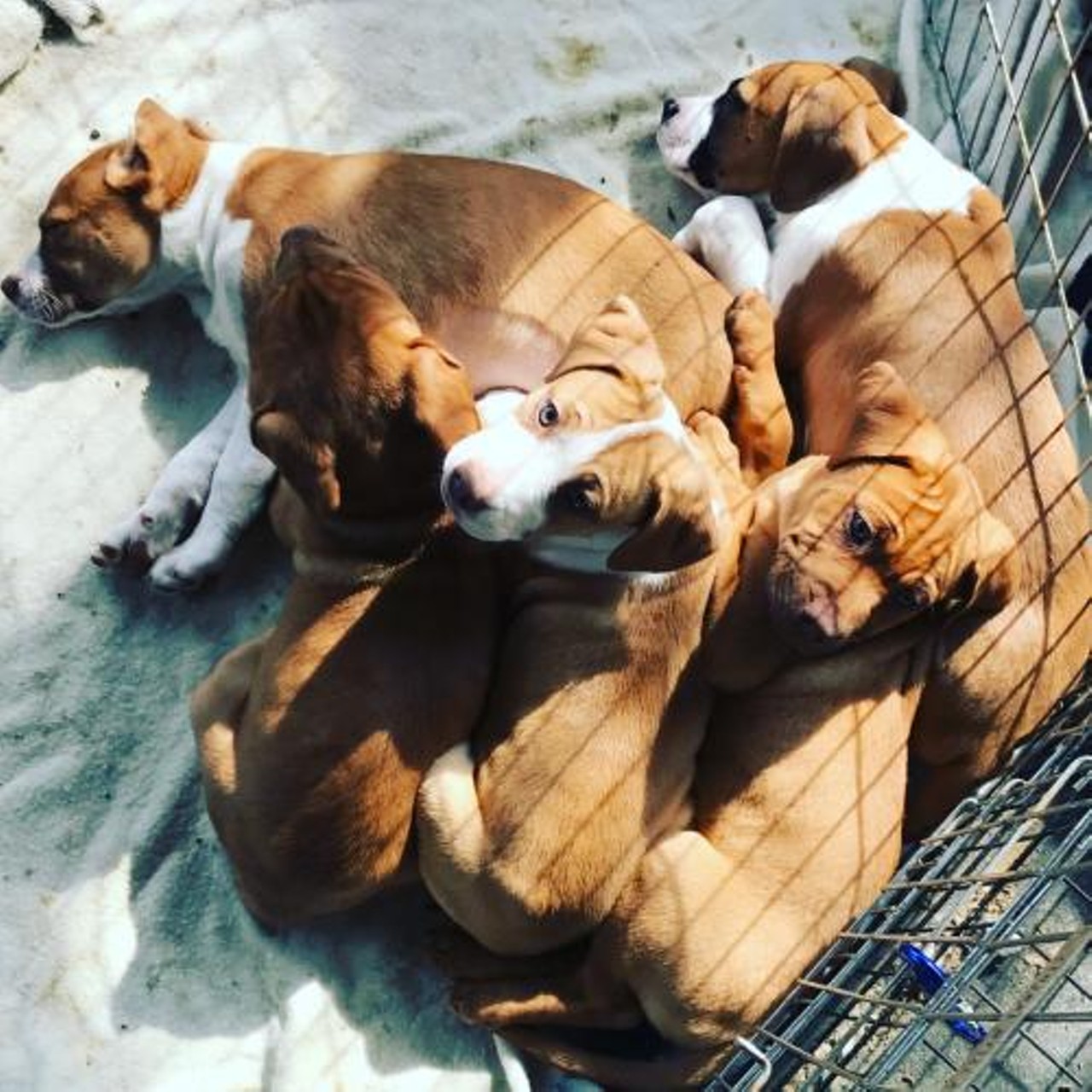  Bronx, Harlem, Brooklyn, Astoria and Chelsea
3-months old, Litter of Dogue de Bordeaux puppies 