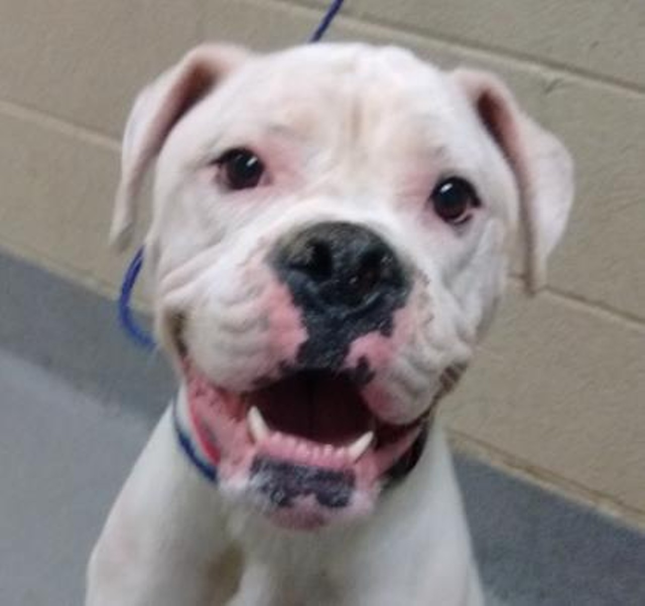 20 Photos of Newly Available Dogs & Cats to Adopt at Cleveland APL