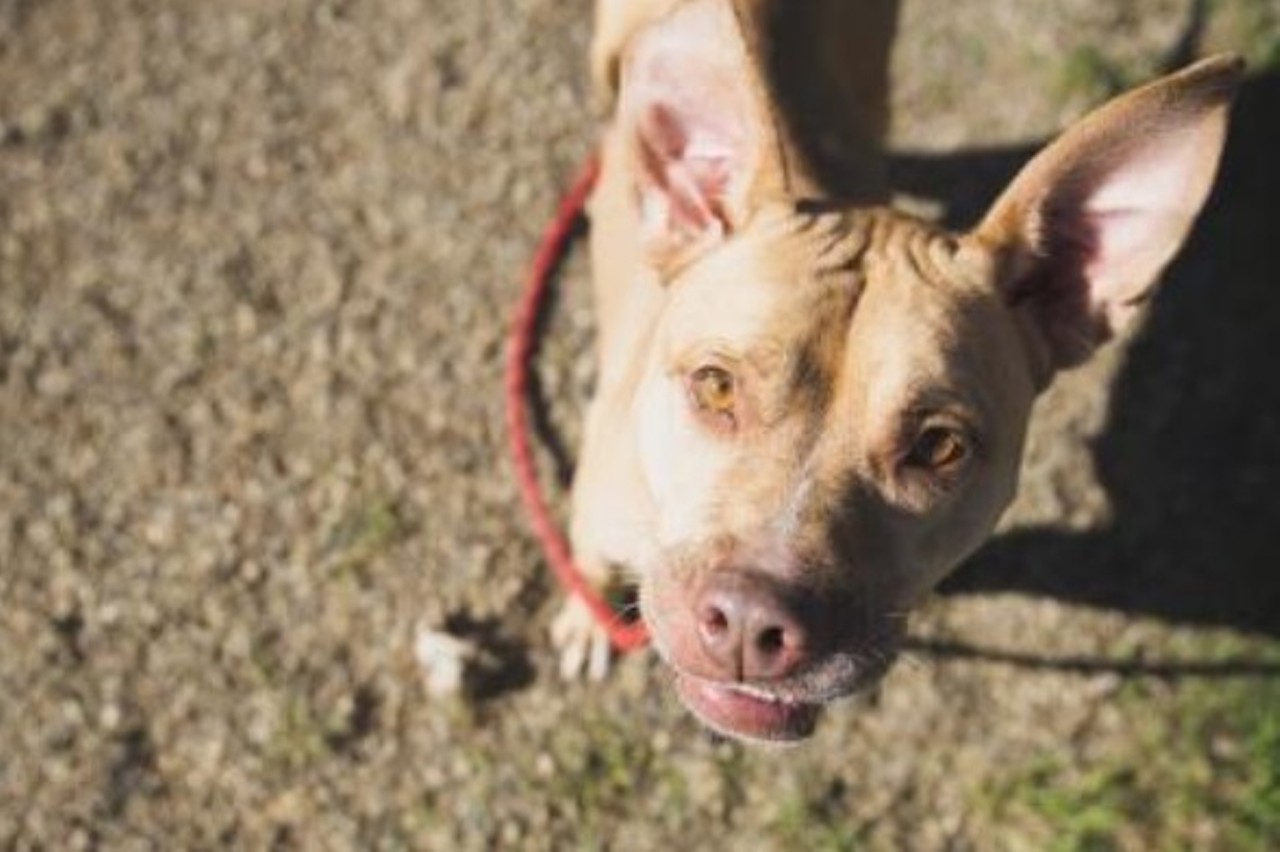 21 Cleveland City Dogs to Adopt Just in Time for Thanksgiving