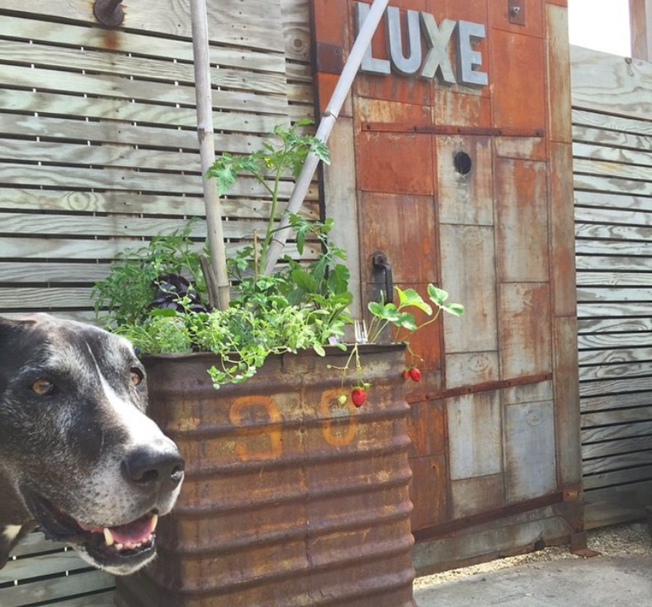 Luxe Kitchen & Lounge
6605 Detroit Ave
This dog friendly joint is known for its patio. During patio season, make sure to bring your K9 bud around on Sundays from 1 &#150; 3 p.m. for Bow Wow Brunch, where dogs can win some cool prizes and chow down the on doggie menu. 
(Photo courtesy of Instagram user: @Luxecle) 