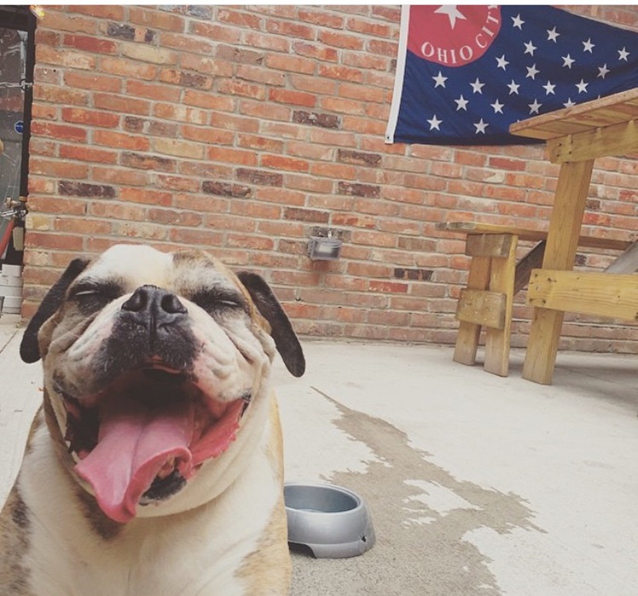 Jukebox
1404 W. 29th St.
This musical neighborhood spot in Ohio City welcomes all tail-waggers to their patio for cold beer, good tunes, food, and doggie-fun in their courtyard.
(Photo courtesy of Instagram user: Jukeboxcle)