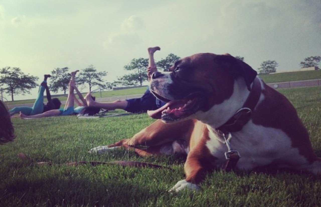 North Coast Harbor 
Downtown Cleveland
Downtown pooch owners can take their dogs on a scenic walks here. Dogs can even chill out during your yoga time.
(Photo courtesy of Instagram user: ncoastharbor)