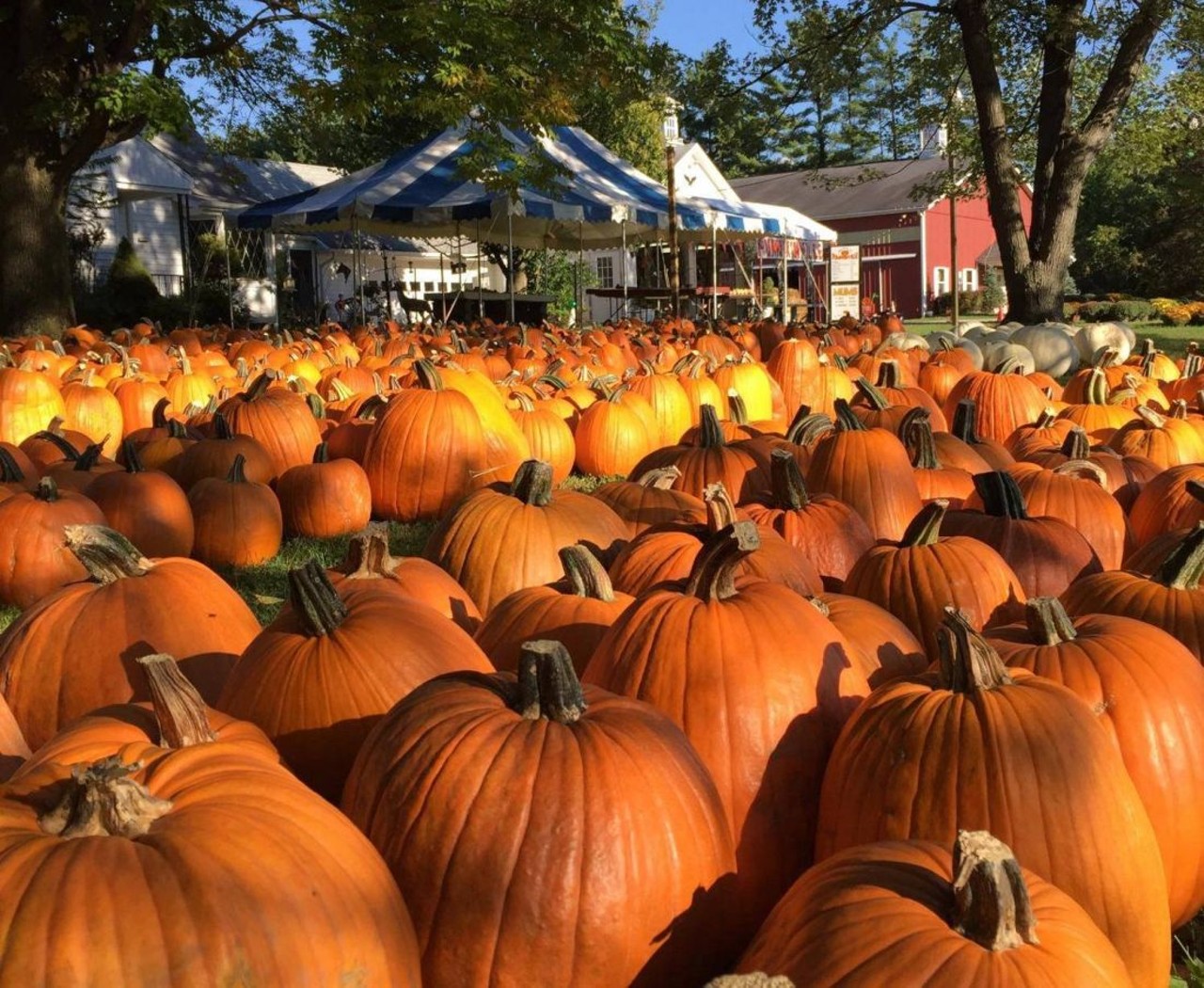  Pumpkinville
9337 Chillicothe Rd., Kirtland
Pumpkinville is open in October from 10 a.m. to 6 p.m. daily. In Kirtland, Pumpkinville has pumpkins of all sizes, mums, apples, fresh cider, corn stalks and much more.
Photo via Pumpkinville/Facebook