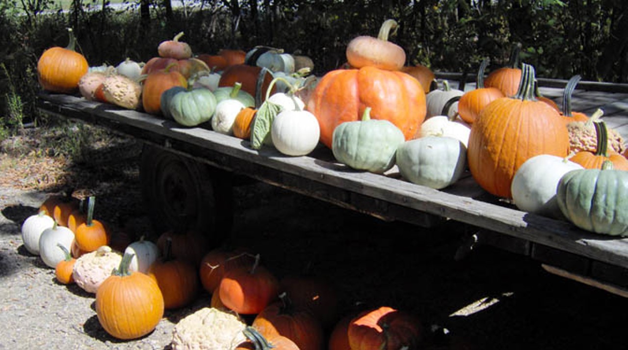  Ma & Pa&#146;s Horse Drawn Hay Rides and Fall Harvest
15161 Main Market Rd. (Rt 422), Burton 
Come for a horse-drawn hay ride through the woods. Pick a favorite pumpkin and paint a pumpkin while you're there. Ma & Pa's grows all colors. Hay rides include cider and a maple cookie. Rides run every Saturday and Sunday weekend through October (12 p.m. to 4 p.m.). 
Photo via Scene Archives
