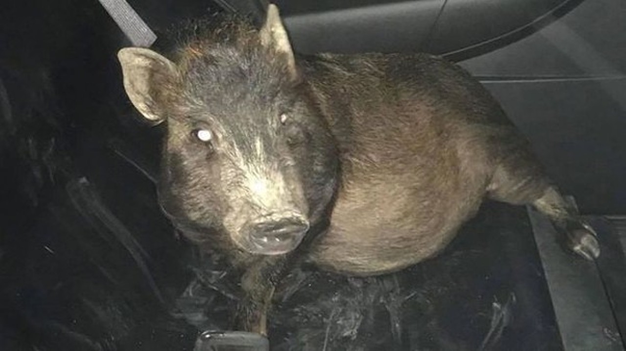  &#147;North Ridgeville Police Save Man From Persistent Pig&#148;
May 21
North Ridgeville police assumed the Ohio man was drunk or on drugs. Why else would a person call authorities to say a pig was following him on his walk home at 5 a.m. on a Saturday? But when the police arrived on the scene that morning, they found an incredibly sober individual actually being tailed by a pig on his walk from an Elyria train station.
Photo via Scene Archives